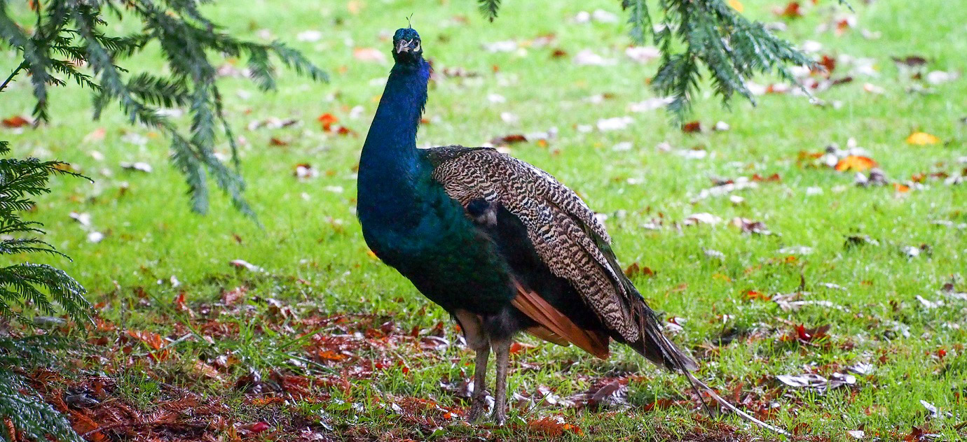 peacock Lacking Crest