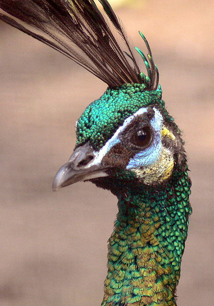 green peafowl Crest