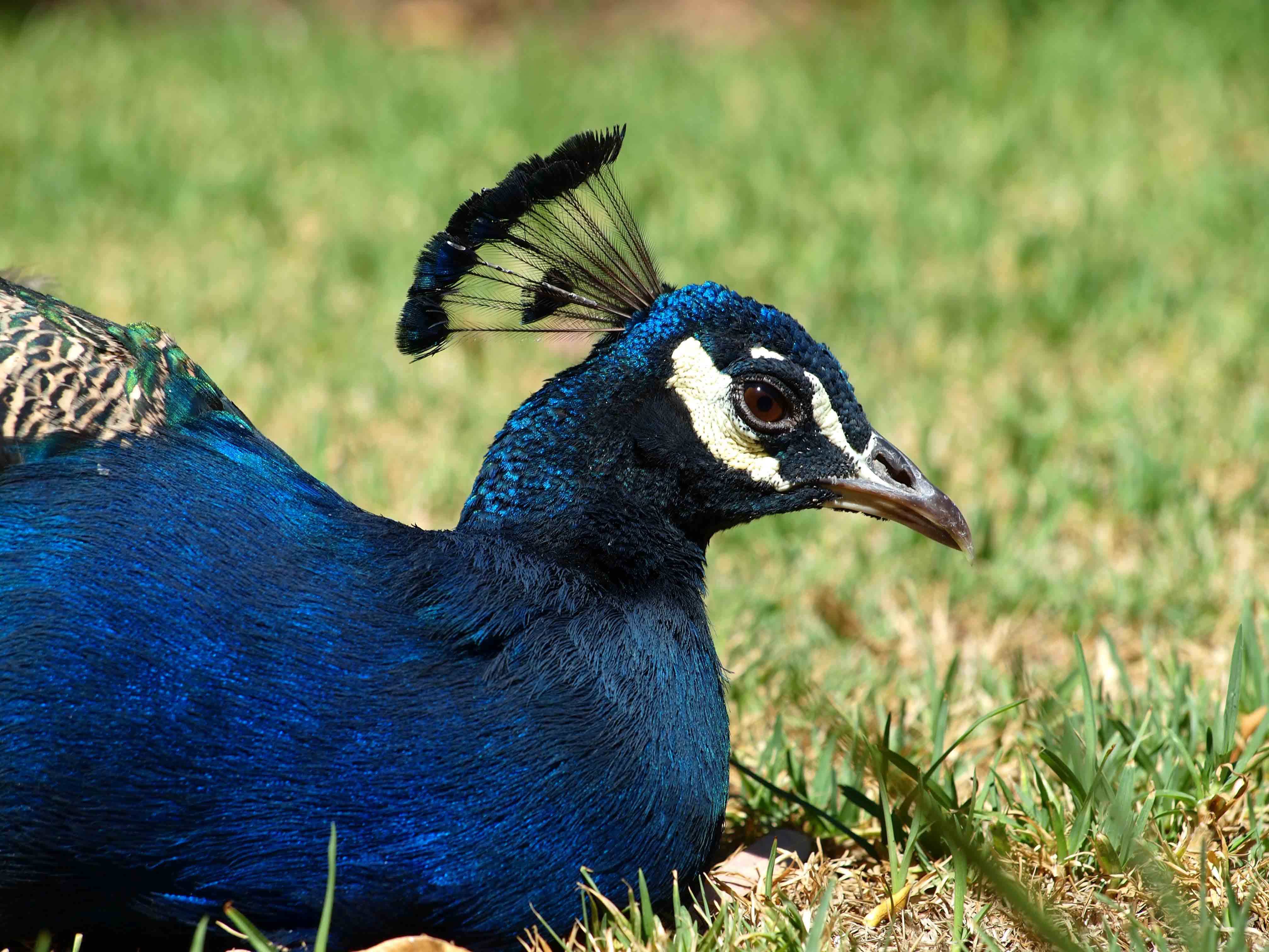 Blue peafowl Crest